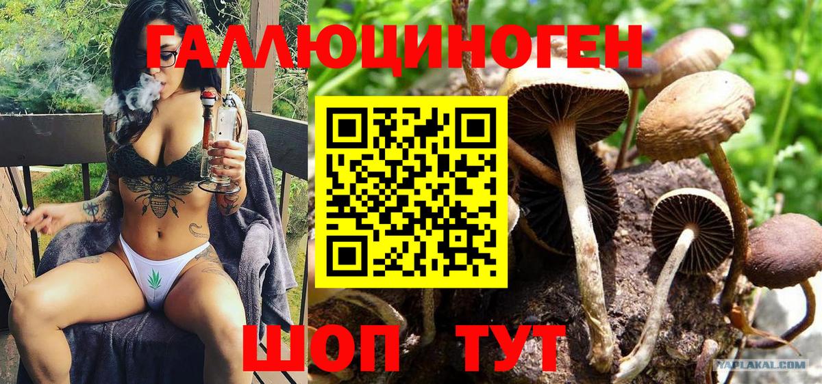Кизляр  закладки  Вход с VPN  Псилоцибиновые грибы Psilocybe 