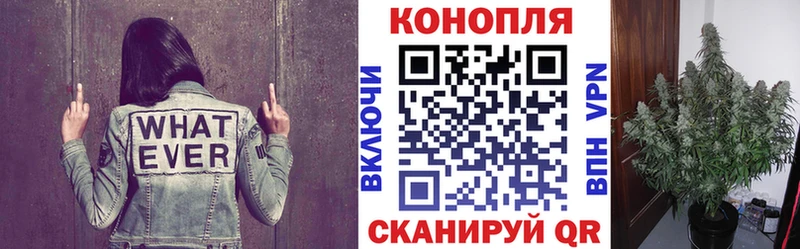 продажа наркотиков  нарко площадка как зайти  mega ссылки  Бошки Шишки семена  Кизляр 